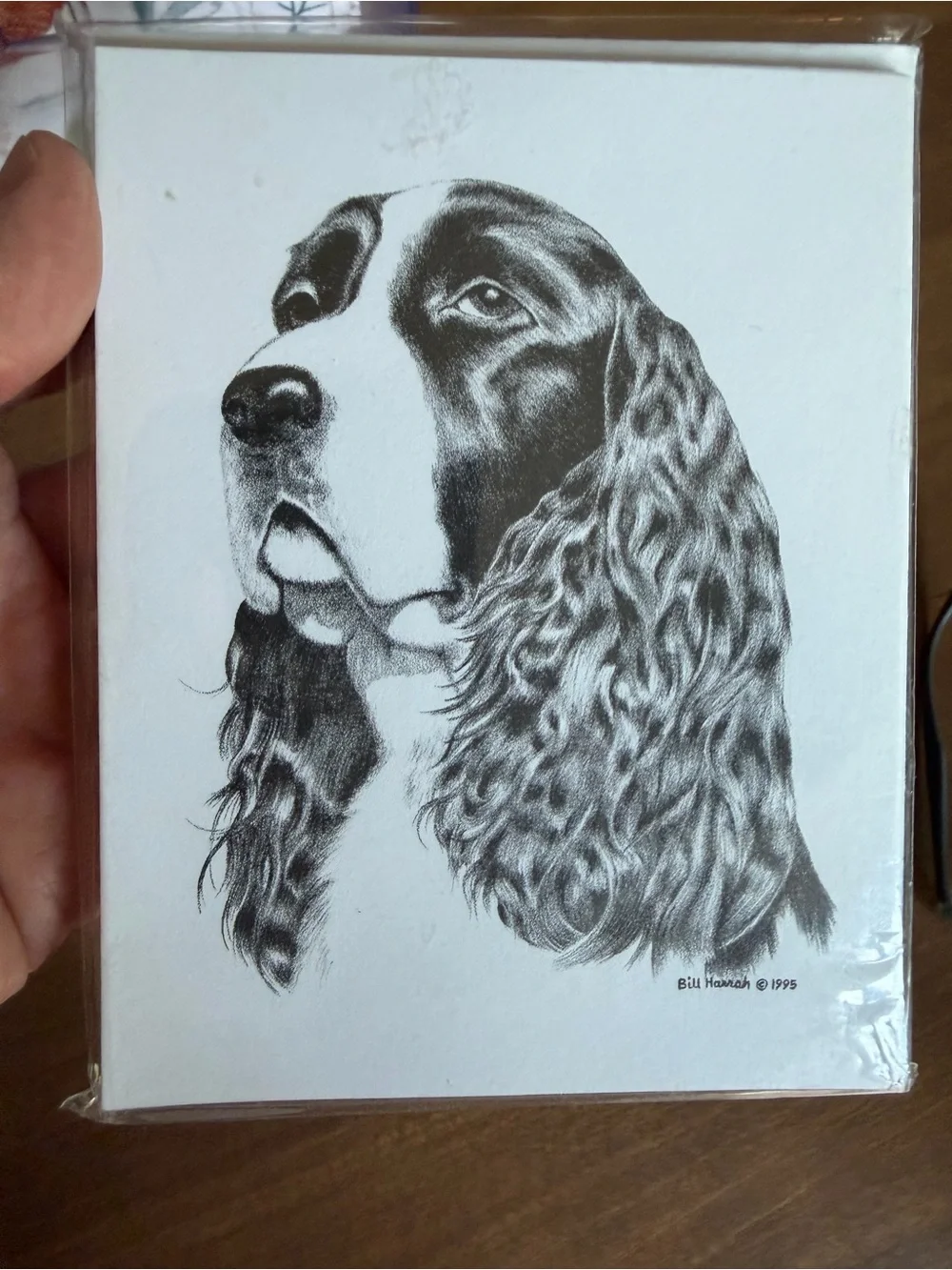 Springer Spaniel Dog Note Cards (8) Fine Art Drawing